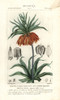 Crown Imperial  Fritillaria Imperialis Poster Print By ® Florilegius / Mary Evans - Item # VARMEL10936173