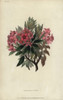 Rust-Leaved Rosebay  Rhododendron Ferrugineum Poster Print By ® Florilegius / Mary Evans - Item # VARMEL10936766