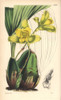 Large-Bulbed Maxillaria Orchid  Maxillaria Macrobulbon Poster Print By ® Florilegius / Mary Evans - Item # VARMEL10935042