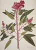 Celosia Cristata  Cockscomb Poster Print By Mary Evans / Natural History Museum - Item # VARMEL10712872