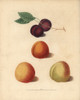 Apricot Varieties  Prunus Armeniaca Poster Print By ® Florilegius / Mary Evans - Item # VARMEL10935681