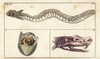 Snake Skeleton  Skull And Young Snake In Egg Poster Print By ® Florilegius / Mary Evans - Item # VARMEL10941761