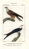 Yellow-Billed Kite  Milvus Aegyptius  And Swallow-Tailedà Poster Print By ® Florilegius / Mary Evans - Item # VARMEL10936109