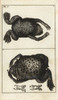Surinam Toad  Pipa Pipa Poster Print By ® Florilegius / Mary Evans - Item # VARMEL10941727