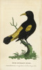 Yellow Rumped Cacique  Cacicus Cela Poster Print By ® Florilegius / Mary Evans - Item # VARMEL10937976