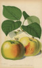 Apple Variety  Bramley'S Seedling  Malus Domestica Poster Print By ® Florilegius / Mary Evans - Item # VARMEL10936677