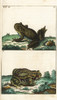 European Fire-Bellied Toad And Natterjack Toad Poster Print By ® Florilegius / Mary Evans - Item # VARMEL10941728