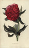 Double Red Peony  Paeonia Officinalis Rubra Plena Poster Print By ® Florilegius / Mary Evans - Item # VARMEL10936721