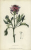 Lambert'S Vervain  Verbena Lamberti Poster Print By ® Florilegius / Mary Evans - Item # VARMEL10936770