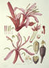 Doryanthes Excelsa  Gymea Lily Poster Print By Mary Evans / Natural History Museum - Item # VARMEL10710343