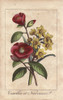 Camellias And Daffodils  Camellia Japonicaà Poster Print By ® Florilegius / Mary Evans - Item # VARMEL10938834