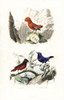 Guianan Cock-Of-The-Rock And Banded Cotinga Poster Print By ® Florilegius / Mary Evans - Item # VARMEL10935747