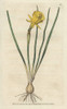 Hoop Petticoat Narcissus  Narcissus Bulbocodium Poster Print By ® Florilegius / Mary Evans - Item # VARMEL10935174