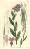 Rose-Coloured Rock-Cress  Arabis Rosea Poster Print By ® Florilegius / Mary Evans - Item # VARMEL10934996