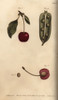 Seed Vessel Pericarpium Of The Pea Pisum Sativumà Poster Print By ® Florilegius / Mary Evans - Item # VARMEL10936051