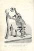 Megatherium Americanum Skeleton Cast Poster Print By ® Florilegius / Mary Evans - Item # VARMEL10936622