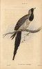 Namaqua Dove  Oena Capensis Poster Print By ® Florilegius / Mary Evans - Item # VARMEL10938863