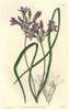 Loose-Flowering Tritelia Or Ithuriel'S Spear  Tritelia Laxa Poster Print By ® Florilegius / Mary Evans - Item # VARMEL10935216