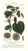 Sandbox Tree  Hura Crepitans Poster Print By ® Florilegius / Mary Evans - Item # VARMEL10936133