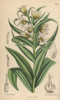 Fritillaria Bucharica  White Fritillary From Central Asia Poster Print By ® Florilegius / Mary Evans - Item # VARMEL10935155