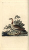 Egyptian Goose  Alopochen Aegyptiacus Poster Print By ® Florilegius / Mary Evans - Item # VARMEL10936405