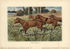 Mesohippus  Extinct Genus Of Early Horse Thatà Poster Print By ® Florilegius / Mary Evans - Item # VARMEL10937733