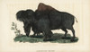 American Bison  Bison Bison Poster Print By ® Florilegius / Mary Evans - Item # VARMEL10937890