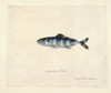 Naucrates Ductor  Pilotfish Poster Print By Mary Evans / Natural History Museum - Item # VARMEL10706819