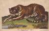 Royal Bengal Tiger  Panthera Tigris Tigris Poster Print By ® Florilegius / Mary Evans - Item # VARMEL10941228