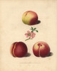 Peach Varieties  Prunus Persica Poster Print By ® Florilegius / Mary Evans - Item # VARMEL10935686