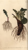 Plant Roots: Fibrous Root Of Groundsel Senecioà Poster Print By ® Florilegius / Mary Evans - Item # VARMEL10936053