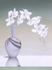 Pretty White Orchid Poster Print By Malcolm Greensmith ® Adrian Bradbury/Mary Evans - Item # VARMEL10271234