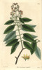 Sandalwood  Santalum Album  From Curtis'S Botanicalà Poster Print By ® Florilegius / Mary Evans - Item # VARMEL10934989
