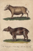 Indian Hog Or Babyroussa And American Hog Poster Print By ® Florilegius / Mary Evans - Item # VARMEL10941206