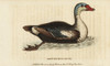 King Eider  Somateria Spectabilis Poster Print By ® Florilegius / Mary Evans - Item # VARMEL10937927