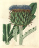 Common Cardoon  Cynara Cardunculus Var Poster Print By ® Florilegius / Mary Evans - Item # VARMEL10934994