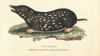 Spotted Mole  Talpa Europaea Poster Print By ® Florilegius / Mary Evans - Item # VARMEL10937866