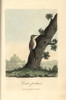 Eurasian Treecreeper  Certhia Familiaris Poster Print By ® Florilegius / Mary Evans - Item # VARMEL10937329