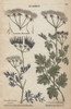 Shepherds Needle  Scandix Pecten Veneris  Andà Poster Print By ® Florilegius / Mary Evans - Item # VARMEL10935945