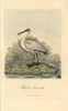 Eurasian Spoonbill  Platalea Leucorodia Poster Print By ® Florilegius / Mary Evans - Item # VARMEL10937418