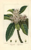 Loquat Tree Or Japanese Medlar  Eriobotrya Japonica Poster Print By ® Florilegius / Mary Evans - Item # VARMEL10934636