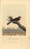 Kestrel  Falco Tinnunculus Poster Print By ® Florilegius / Mary Evans - Item # VARMEL10937392