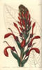 Tupa Poison Plant  Lobelia Tupa Poster Print By ® Florilegius / Mary Evans - Item # VARMEL10940109