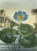 Nymphaea Coerulea  Blue Egyptian Water Lily Poster Print By Mary Evans / Natural History Museum - Item # VARMEL10706177