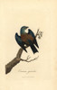 European Roller  Coracias Garrulus Poster Print By ® Florilegius / Mary Evans - Item # VARMEL10937313