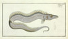 Trichiurus Lepturus Or The Sword Fish Poster Print By Mary Evans / Natural History Museum - Item # VARMEL10987334