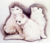 Three Fluffy White Kittens Poster Print By Malcolm Greensmith ® Adrian Bradbury/Mary Evans - Item # VARMEL10271159