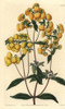 Calceolaria Integrifolia Poster Print By ® Florilegius / Mary Evans - Item # VARMEL10940089