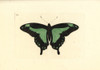 Green-Banded Swallowtail Butterfly  Papilio Phorcas Poster Print By ® Florilegius / Mary Evans - Item # VARMEL10940675