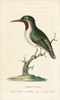 Jamaican Or Green Tody  Todus Todus Poster Print By ® Florilegius / Mary Evans - Item # VARMEL10937971